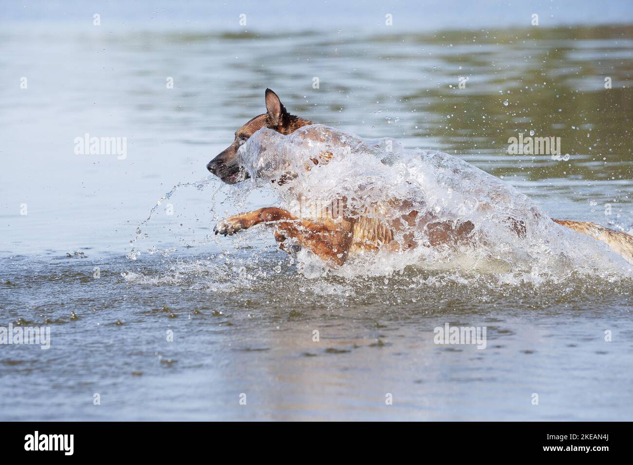 Esecuzione di Malinois Foto Stock