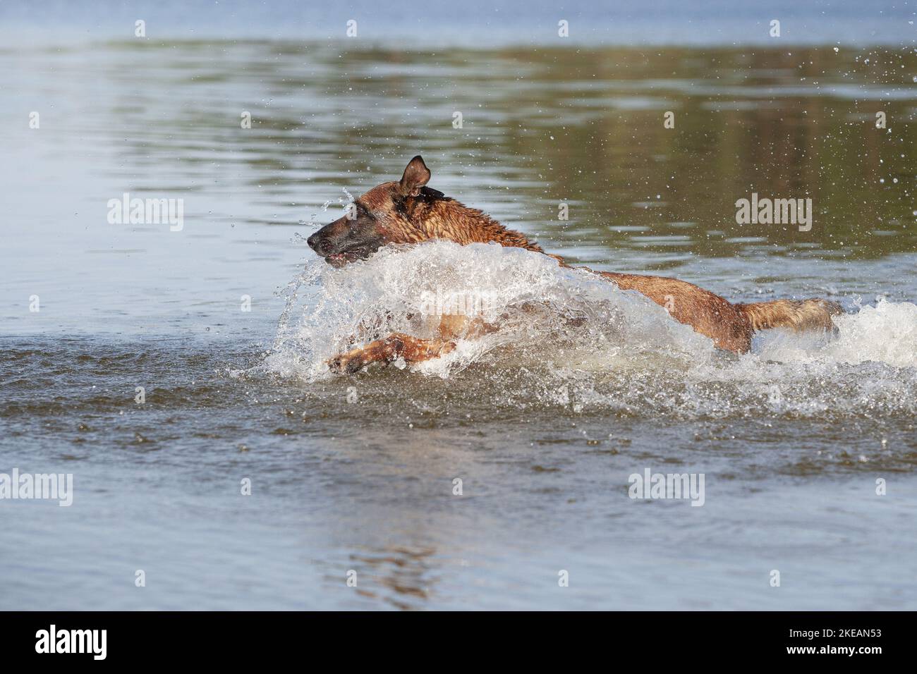 Esecuzione di Malinois Foto Stock