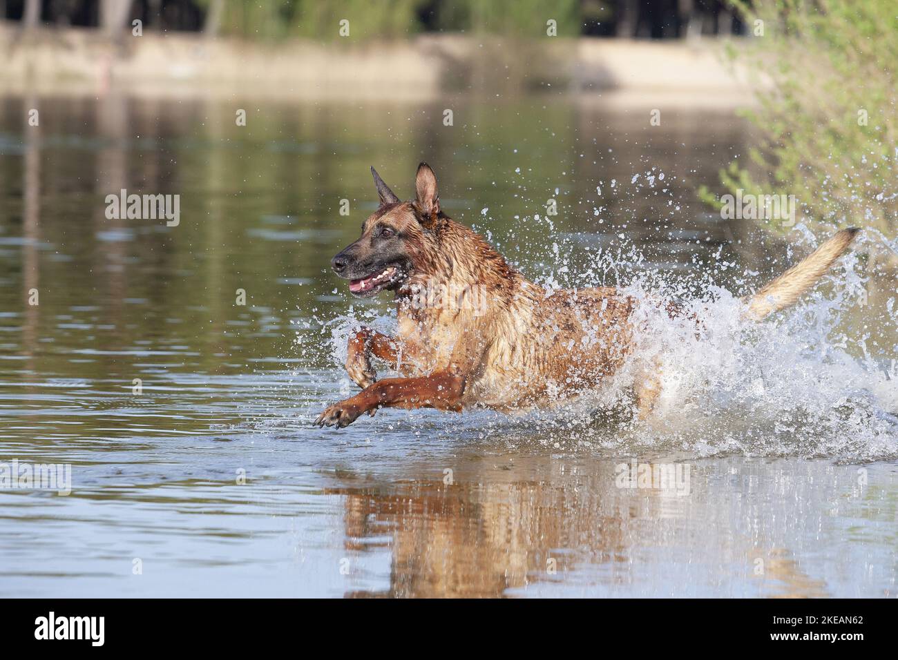 Esecuzione di Malinois Foto Stock