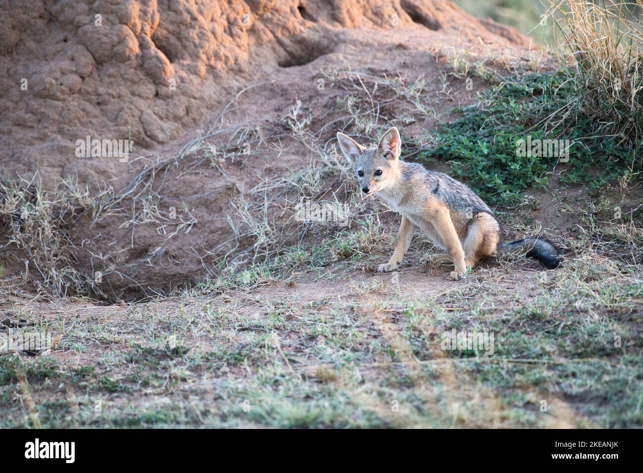Il nero-backed o il argento-backed il jackal (mesomelas del Canis) cub fuori del den in un tumulo di termite. Foto Stock