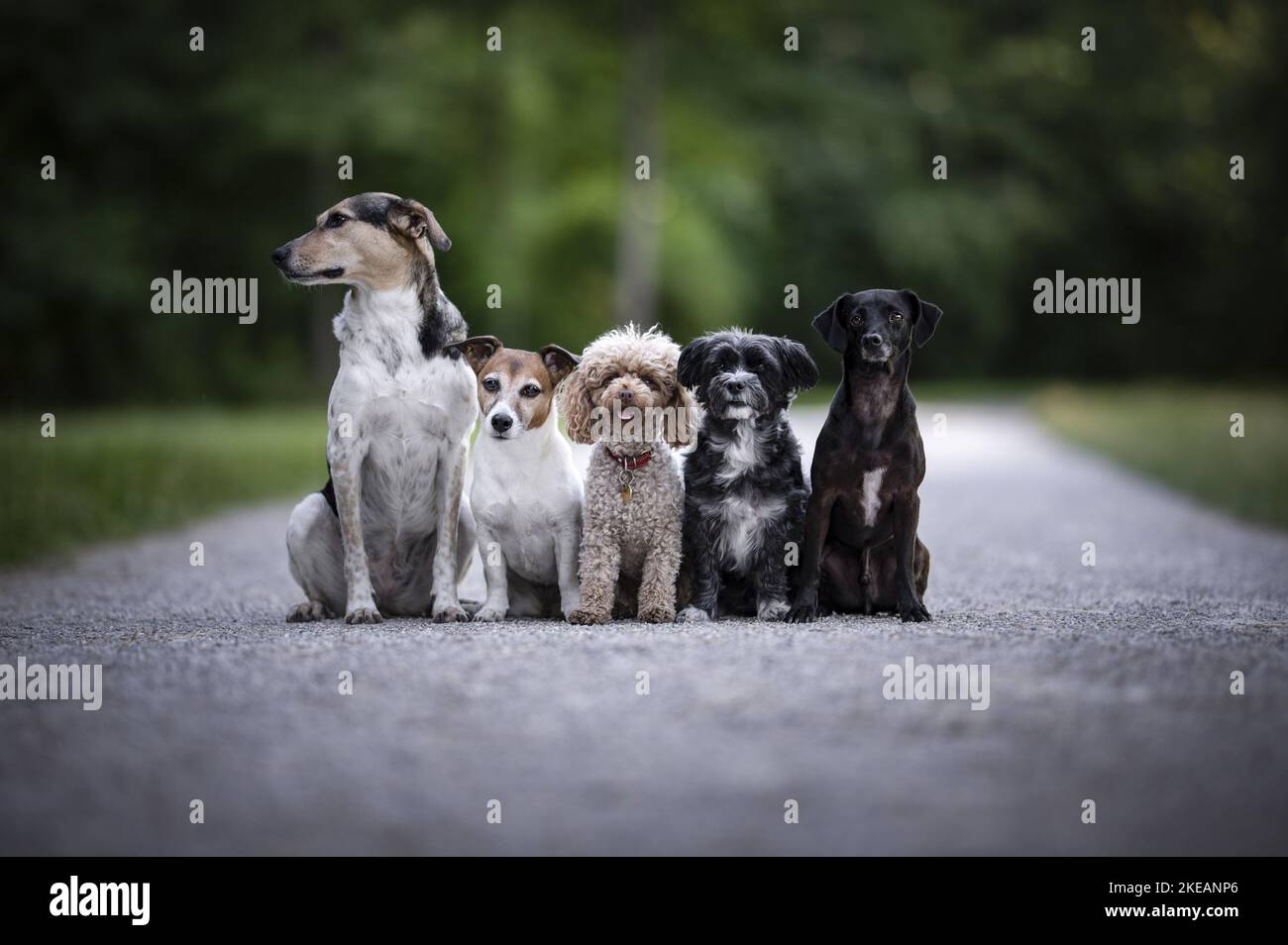 5 cani Foto Stock