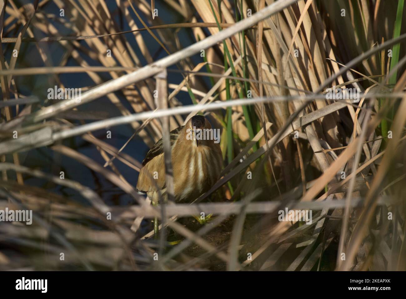 Piccola bittera Ixobrychus minutus femmina tra bulrush Typha latifolia Quinta do Lago parte della Riserva Naturale di Ria Formosa Algarve Portogallo Foto Stock