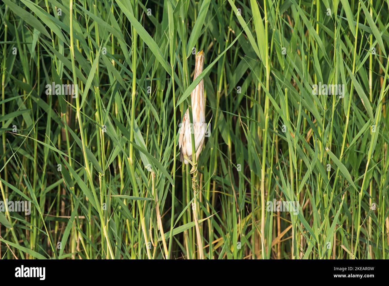 Tarabusino Ixobrycvhus minutus arroccato su uno stelo di cannuccia di palude Phragmites australis Kiskunsag Parco Nazionale vicino Tiszaalpar Ungheria Giugno 2017 Foto Stock