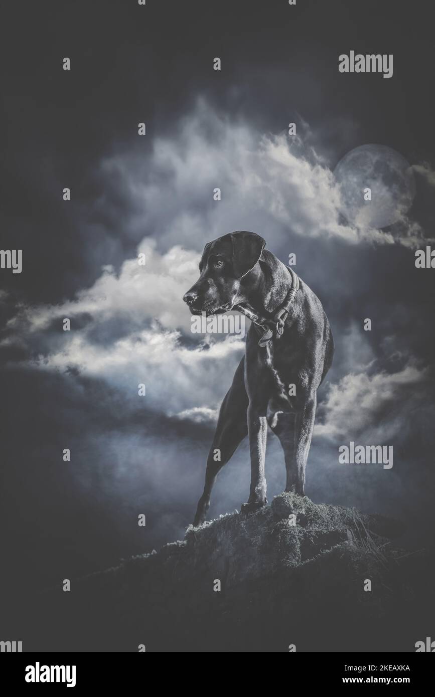 Labrador-Dalmazia-Mongel Foto Stock