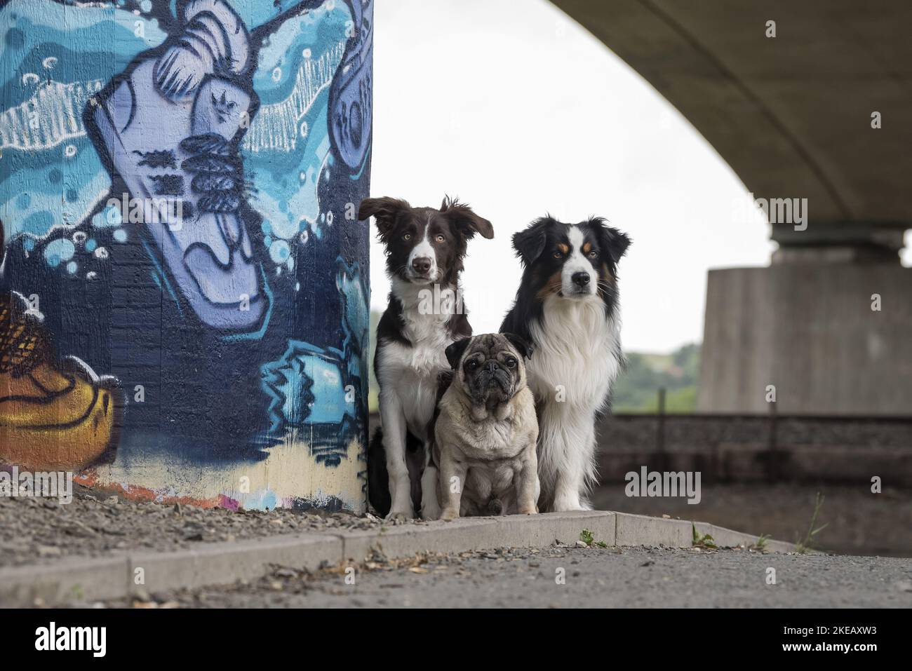 3 cani Foto Stock