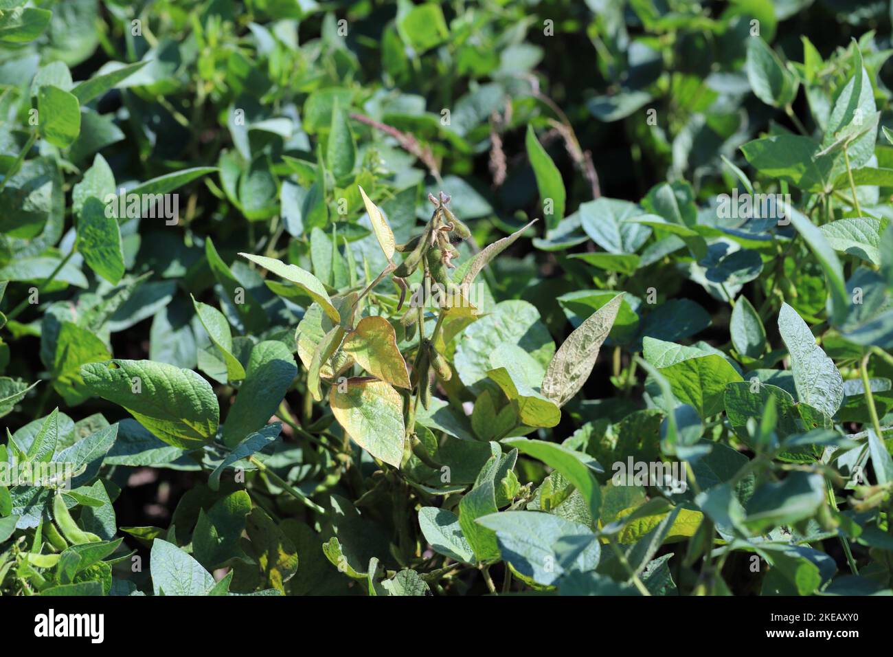 Piante di soia danneggiate da Red Spider Mite (Tetranychus orticae). Foto Stock