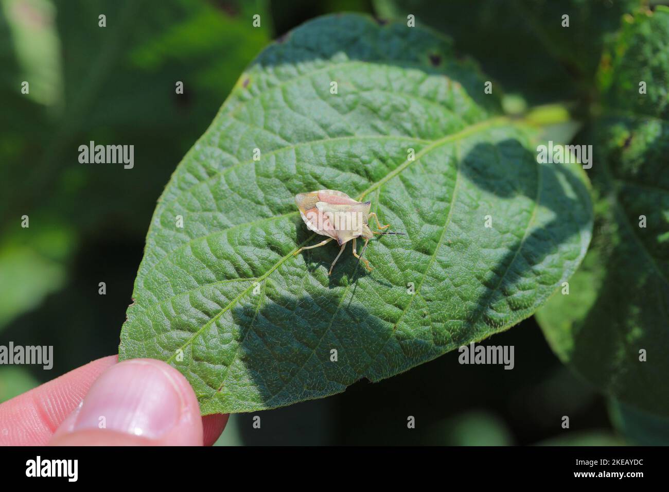 Bug scudo, Pentatomidae su una foglia di soia. Foto Stock