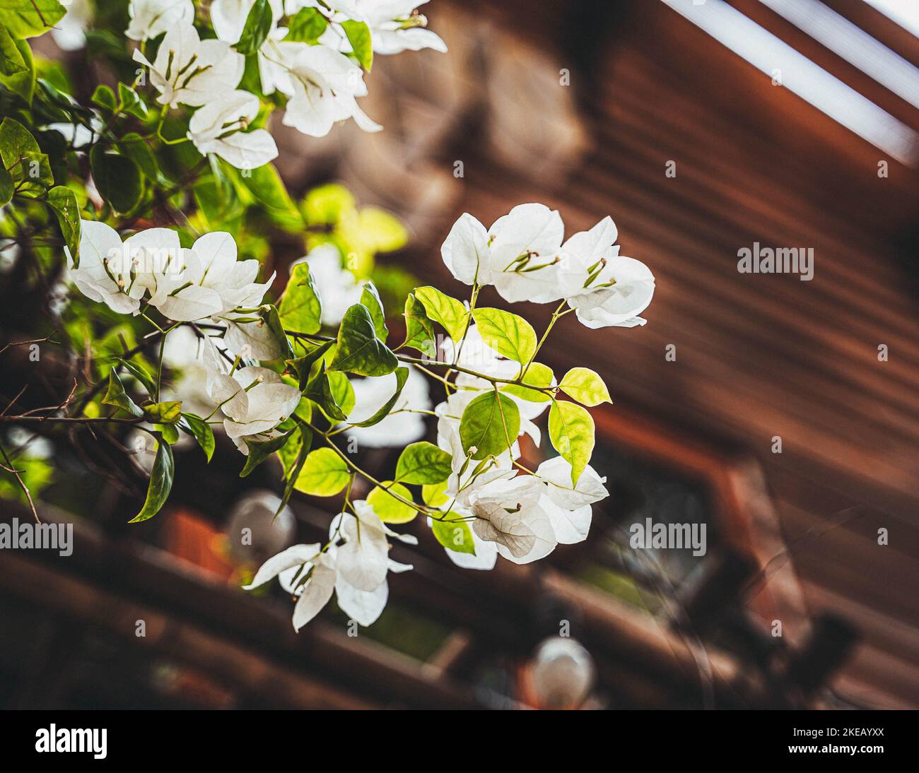 Primo piano del fiore bianco Bougainvillea glabra, ho Chi Minh City, Vietnam Foto Stock