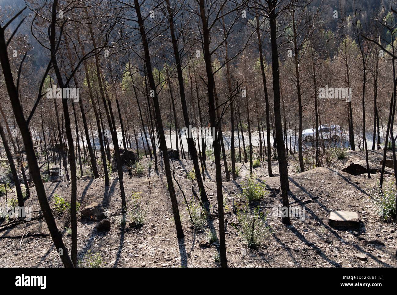 Percorso autostradale che attraversa l'area bruciata della foresta mediterranea, veicolo bianco che circola Foto Stock