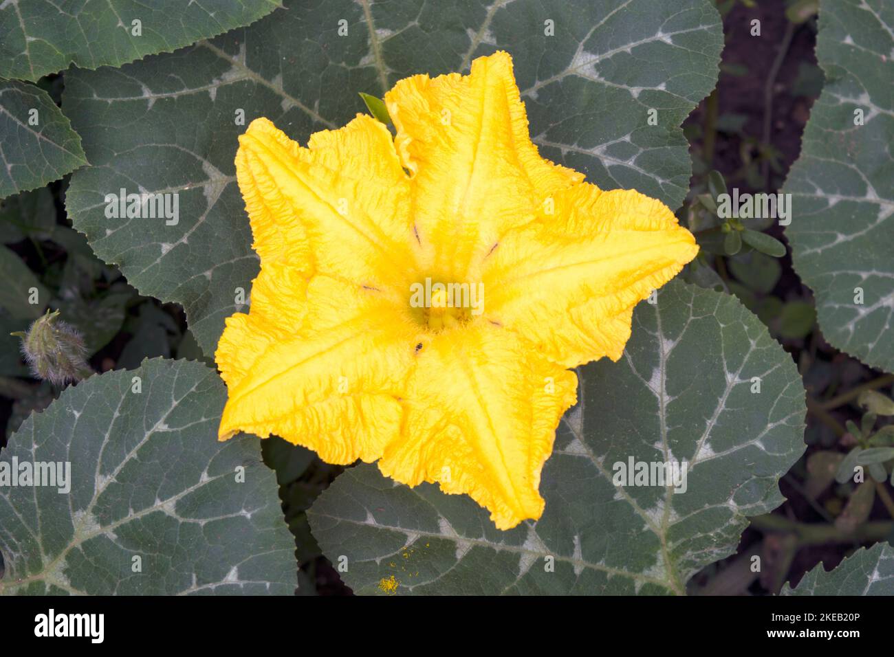 Un grande fiore di zucca giallo che cresce in un vitigno di zucca. I fiori della zucca sia estiva che invernale sono commestibili, crudi, fritti, stuff con formaggio, al forno. Foto Stock