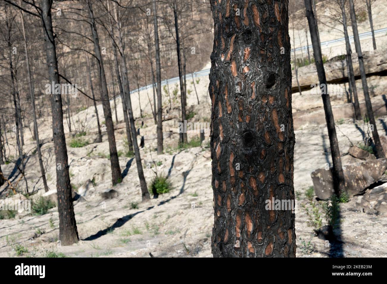 Primo piano di un albero bruciato, in una pineta colpita da un incendio boschivo Foto Stock