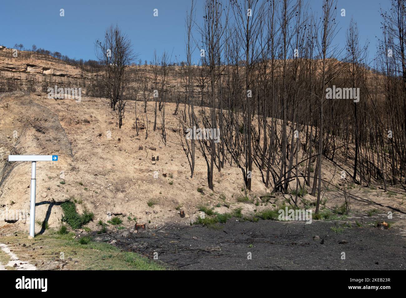 Area di alberi bruciati e sabbiosi accanto al cartello segnaletico bianco, sull'autostrada Foto Stock