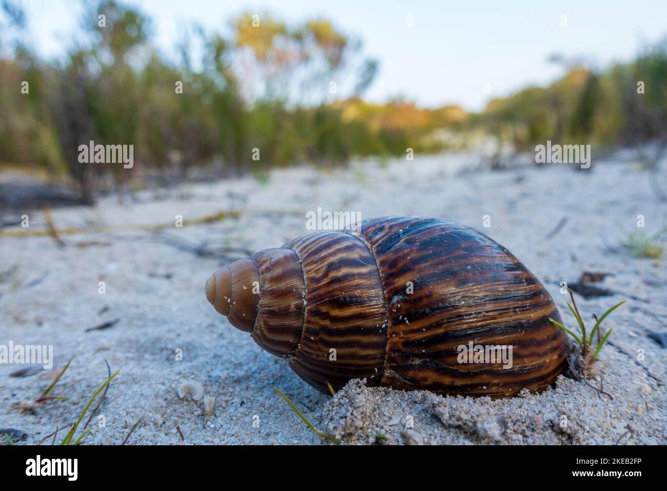 Lumaca africana gigante (Achatina fulica), una specie molto invasiva. Capo Agulhas. L'Agulhas sull'Overberg, Capo Occidentale, Sud Africa. Foto Stock