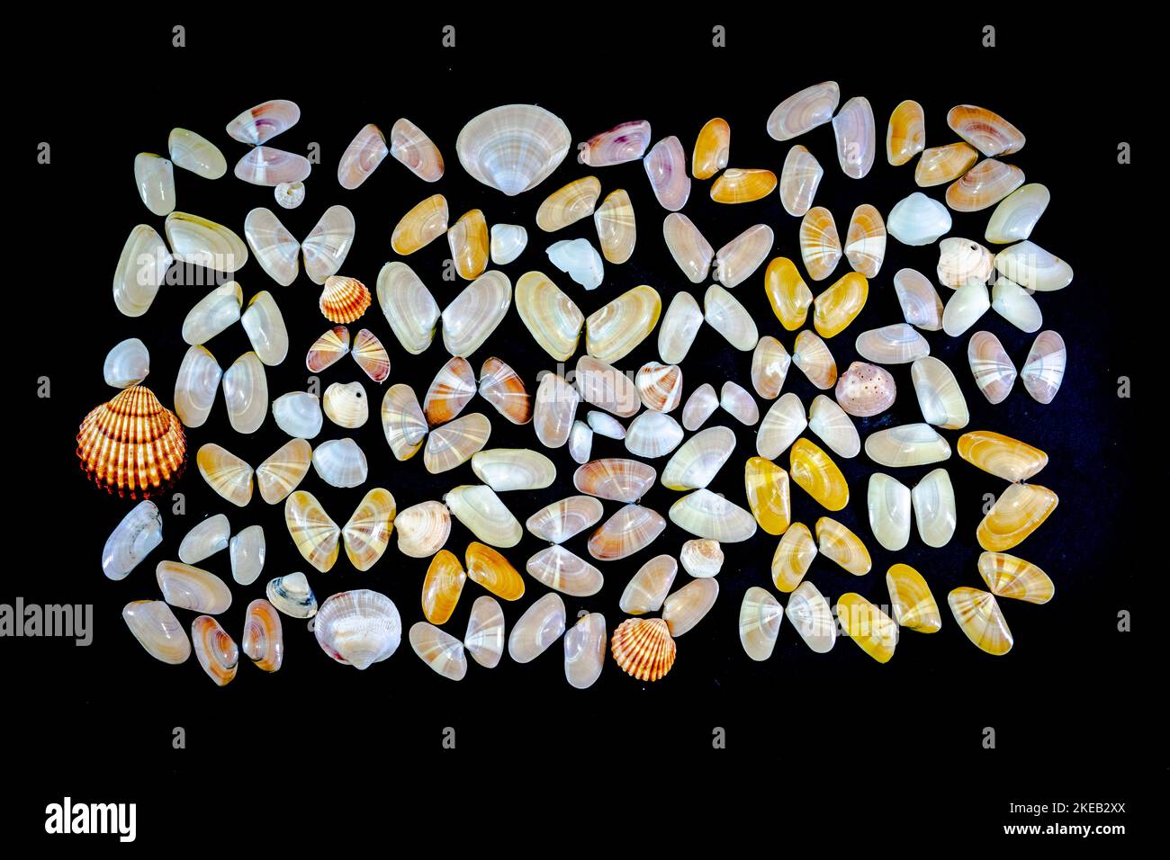 Raccolta di Donax variabilis o coquina molluschi di vongole di acqua salata gusci aperti e conchiglie. Macrofotografia su sfondo scuro di una varietà di dif Foto Stock