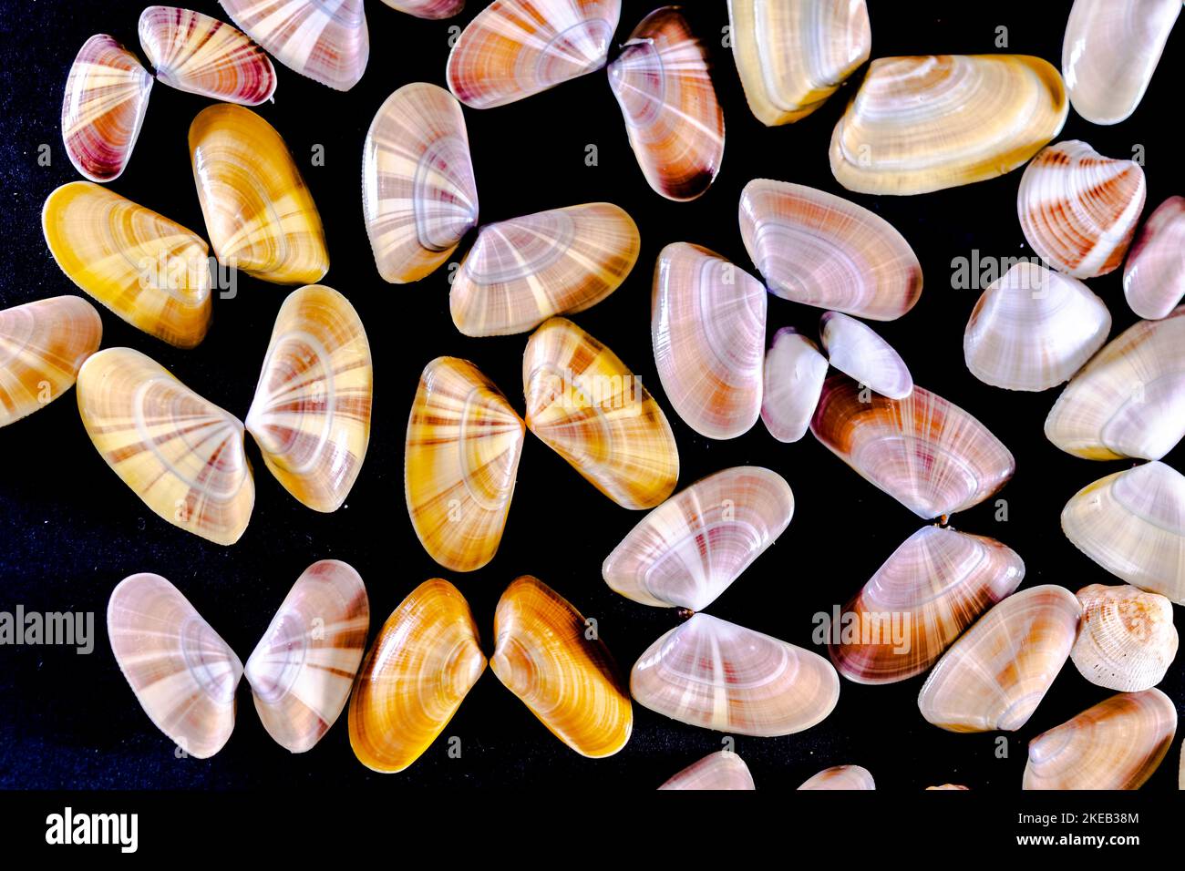 Vista molto ravvicinata di una collezione di Donax variabilis o coquina molluschi di vongole di acqua salata gusci aperti come farfalle. Macro-fotografia in bac scuro Foto Stock