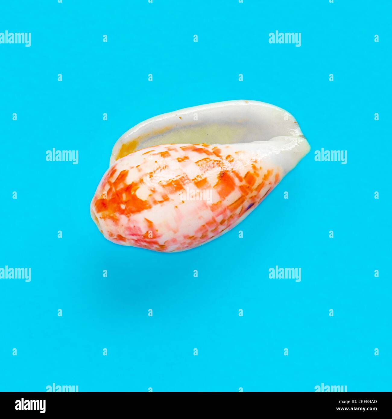 Flat Lay immagine isolata di una conchiglia costiera su uno sfondo azzurro chiaro Foto Stock