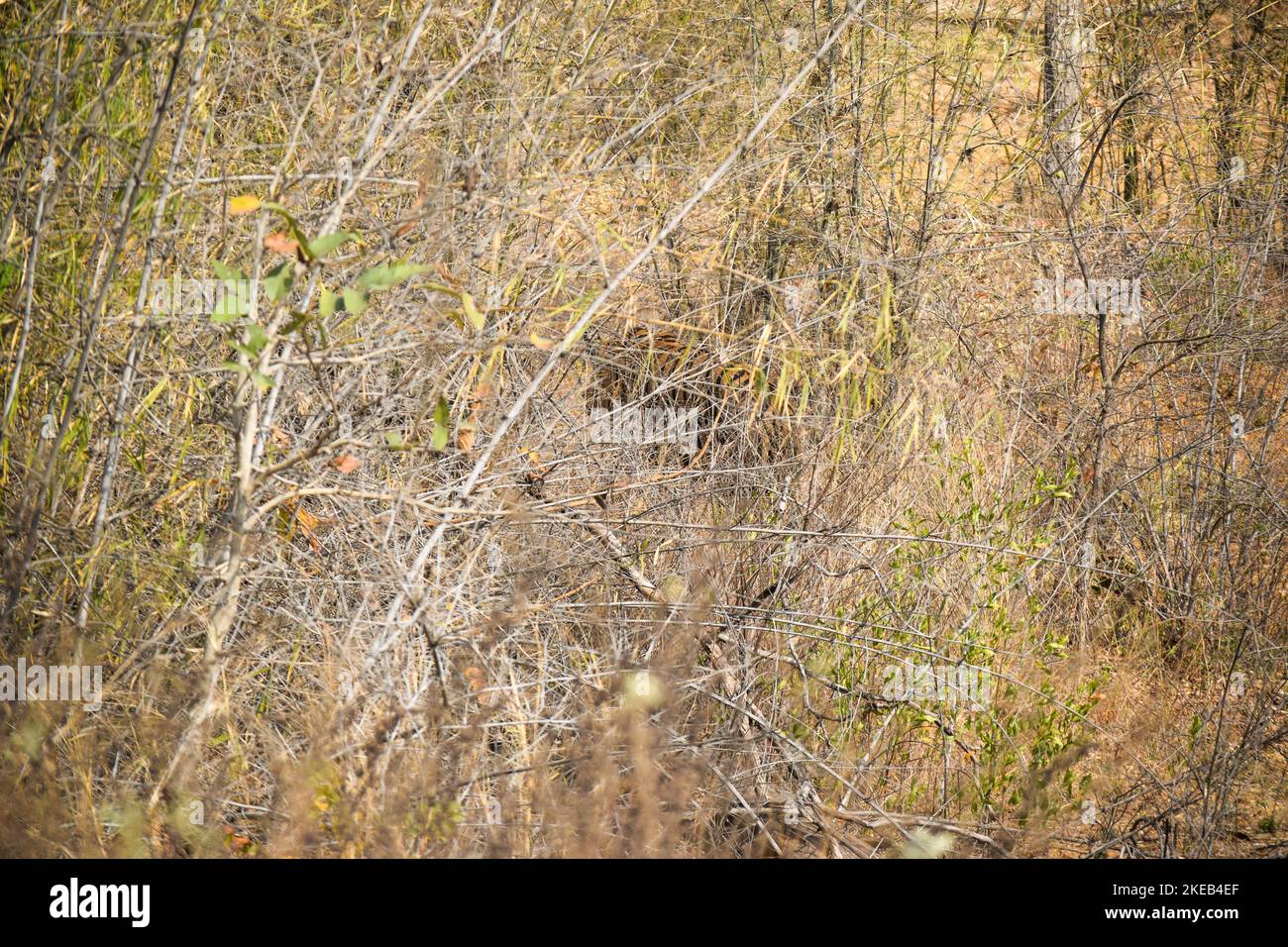 Mimetizzazione di una tigre maschile adulta enorme nella Tiger Reserve di Tadoba Foto Stock