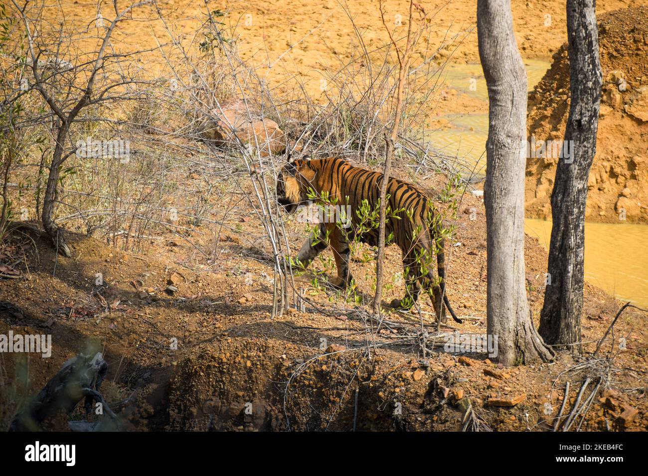 Tigre maschio Bajrang camminando verso cespugli nella Tigre Reserve di Tadoba Foto Stock