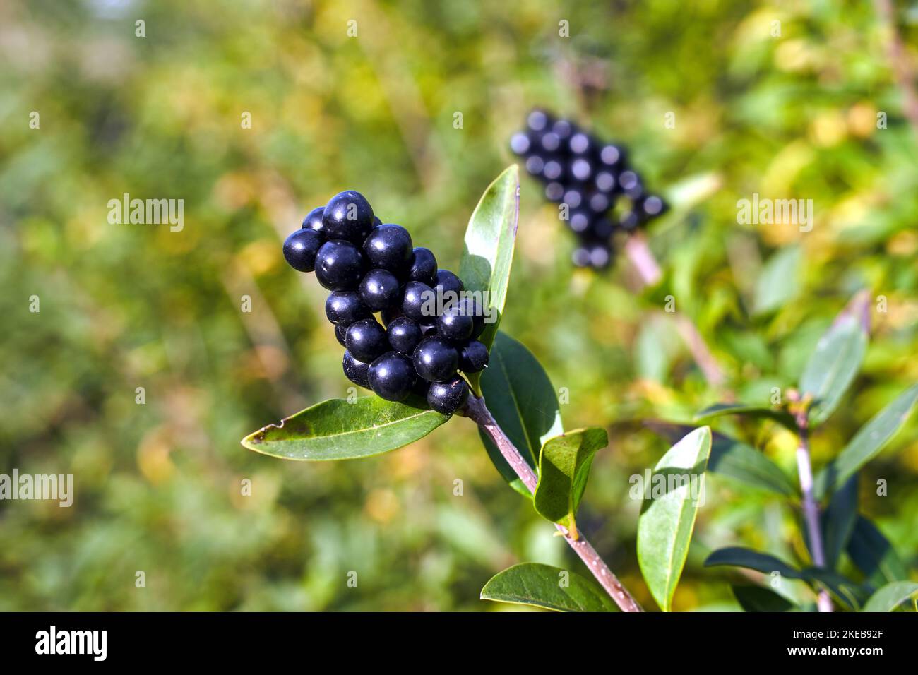 Frutta su un ramoscello privato arbusto durante l'autunno in Polonia Foto Stock