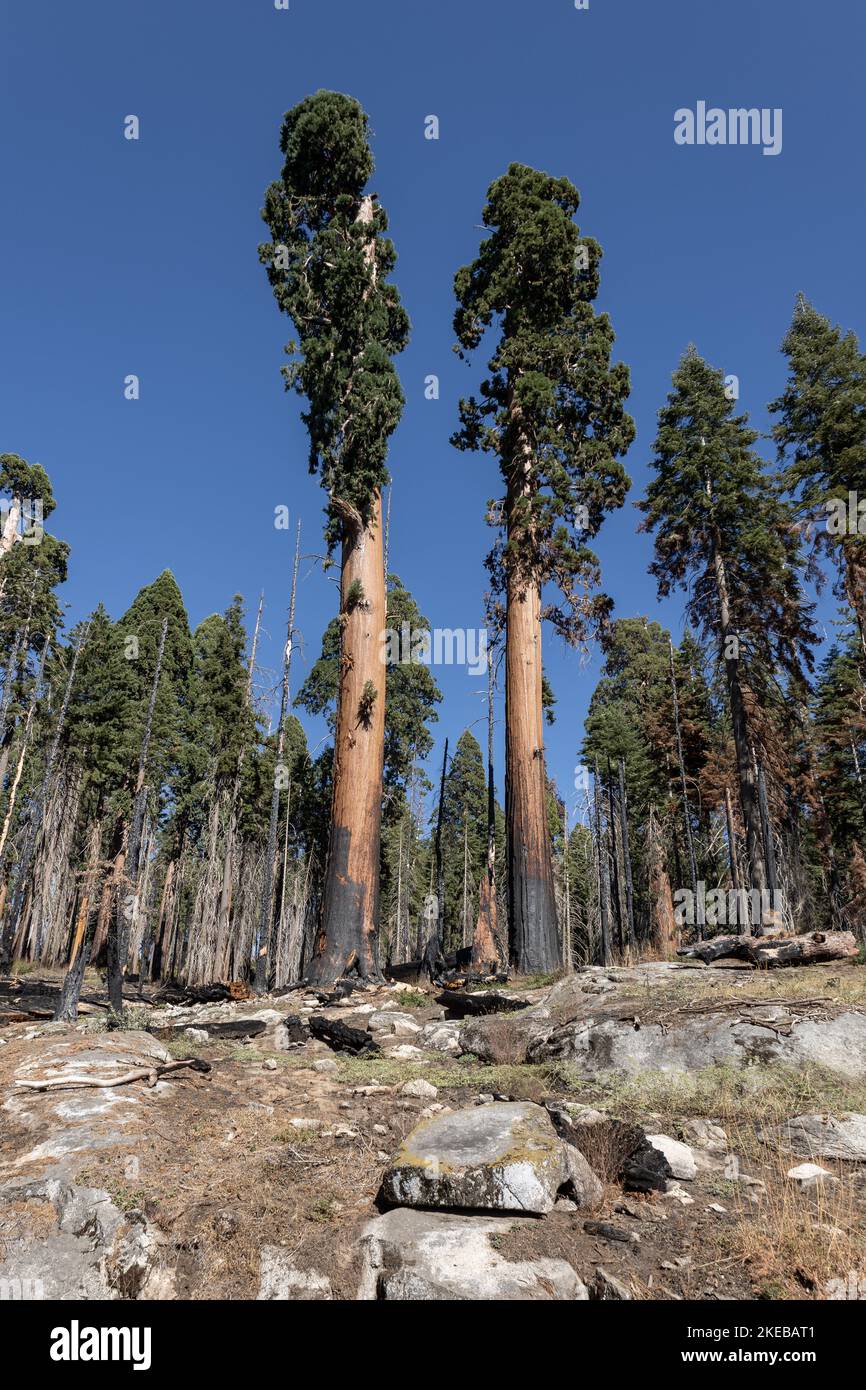 Sequoia National Park, la foresta con molti alberi bruciati dopo i grandi incendi boschivi causati dalla prolungata siccità, California, USA Foto Stock