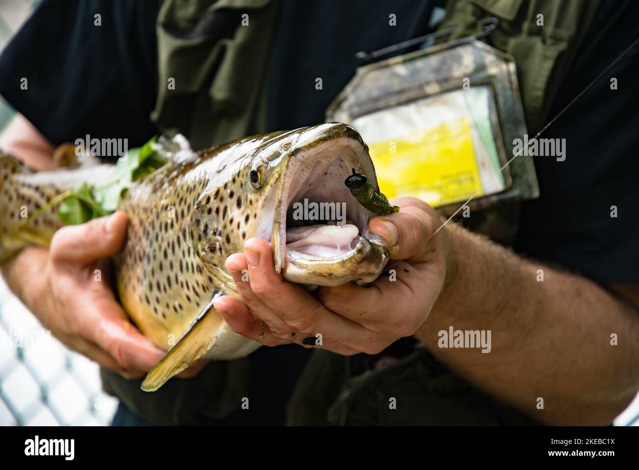 Una trota con un piccolo animale dal suo labbro e la sua bocca tenuto aperto da un pescatore caucasico Foto Stock