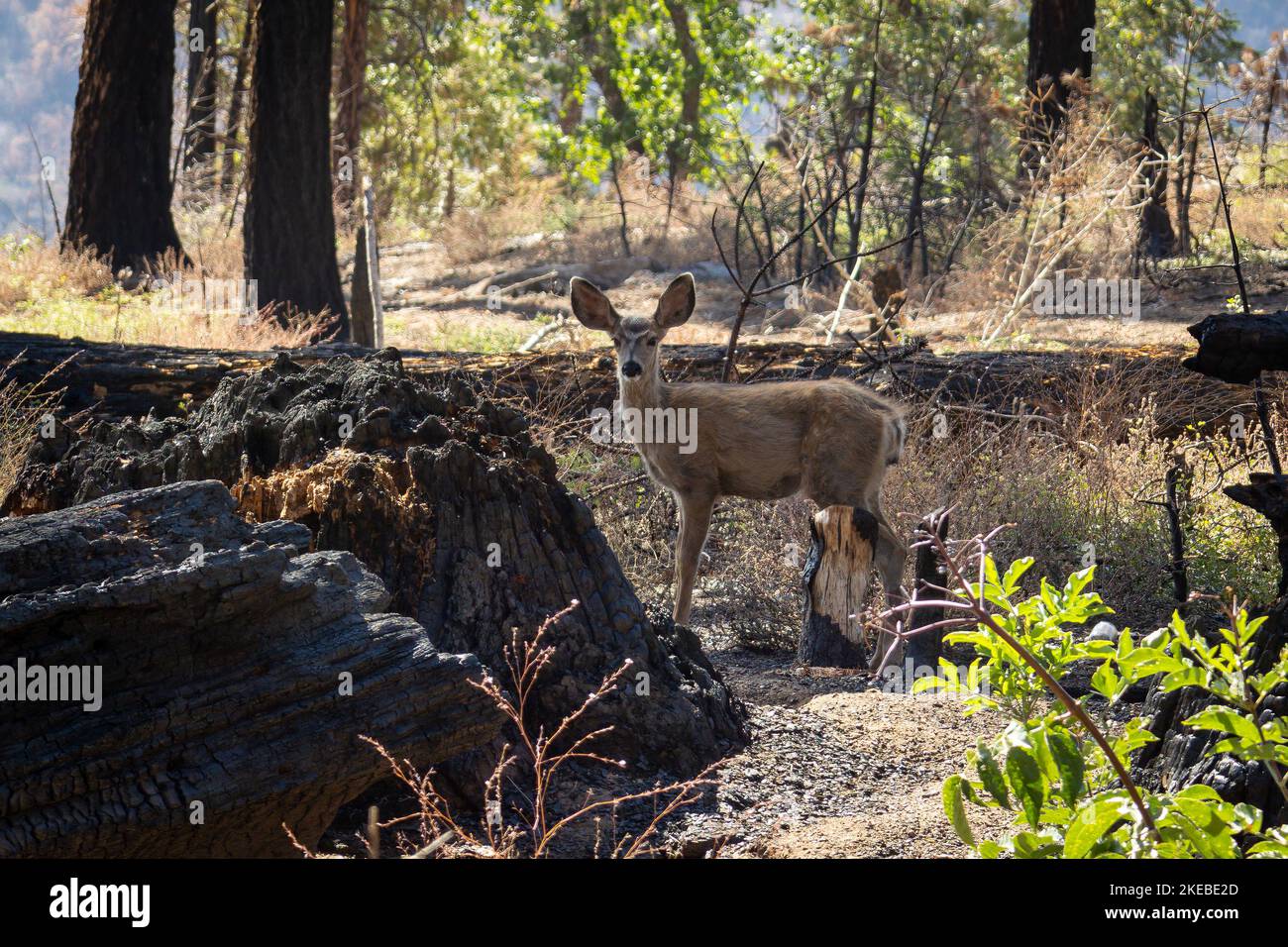 Mulo cervi nella foresta con i molti alberi bruciati nel canyon dei re e parco nazionale di sequoia, California, Stati Uniti Foto Stock