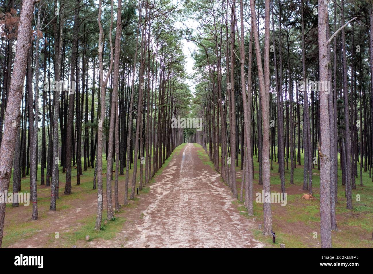 Gli alberi di pino crescono carini e ordinati in linee con gli stessi spazi tra le linee nella pineta. Foto Stock