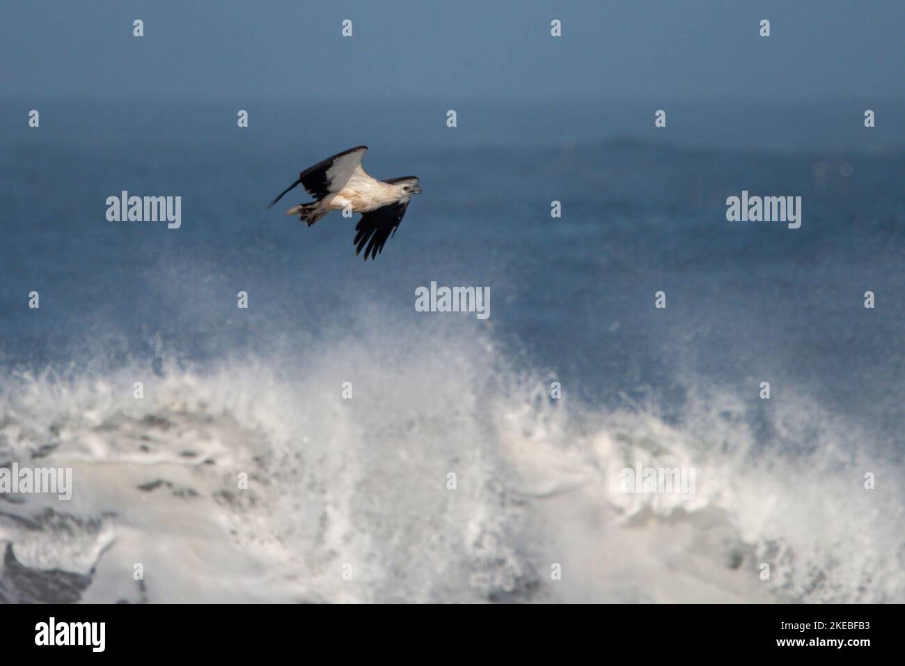 Aquila di mare dalle ventre bianche (Haliaeetus Leucogaster) fotografata a Giava Orientale, Indonesia Foto Stock
