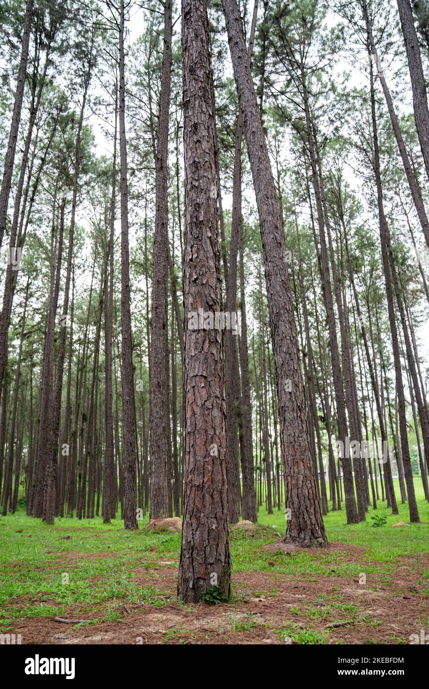 Gli alberi di pino crescono carini e ordinati in linee con gli stessi spazi tra le linee nella pineta. Foto Stock