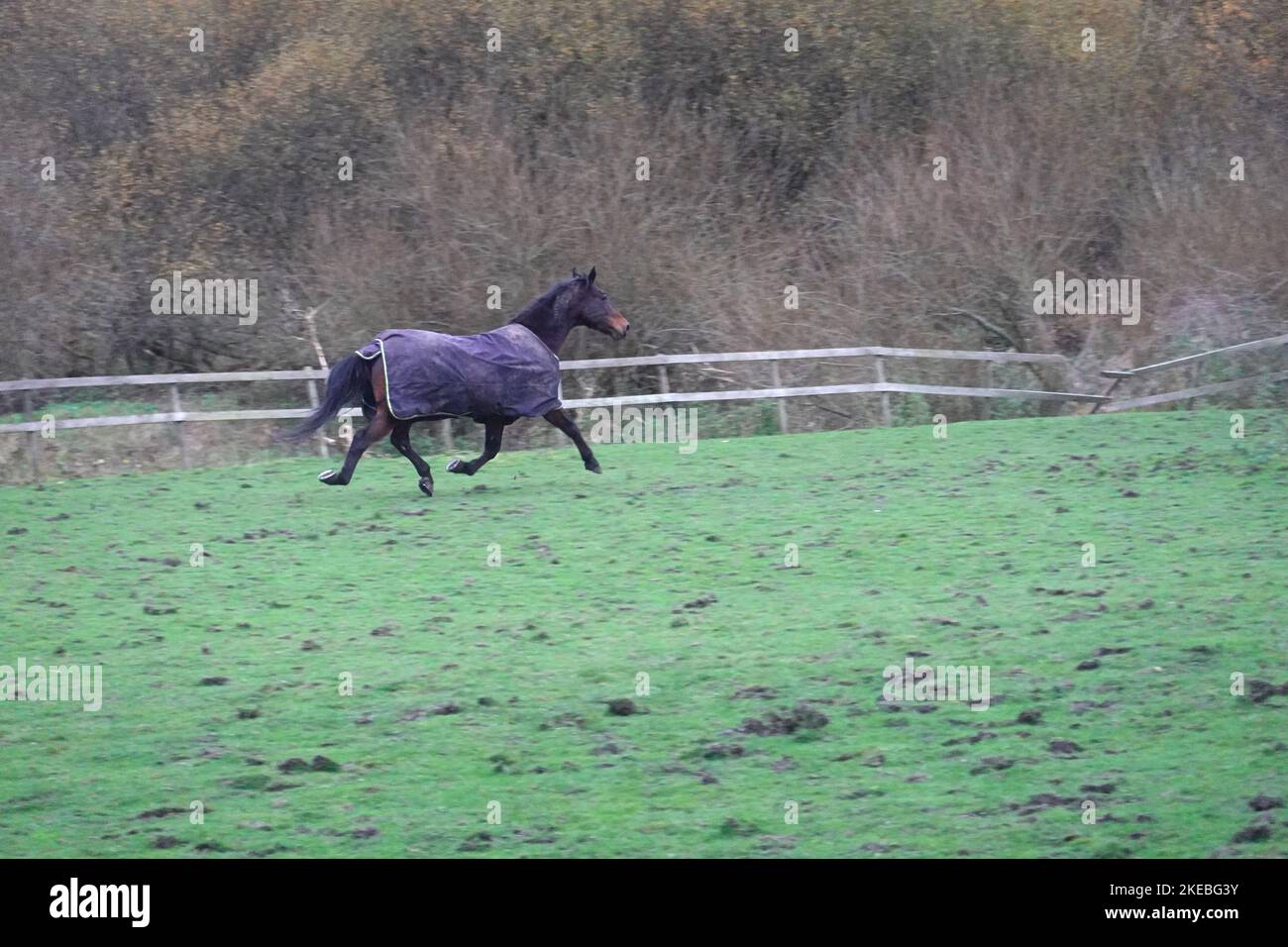 Un cavallo galoppante in un campo a New Mills, Derbyshire Foto Stock