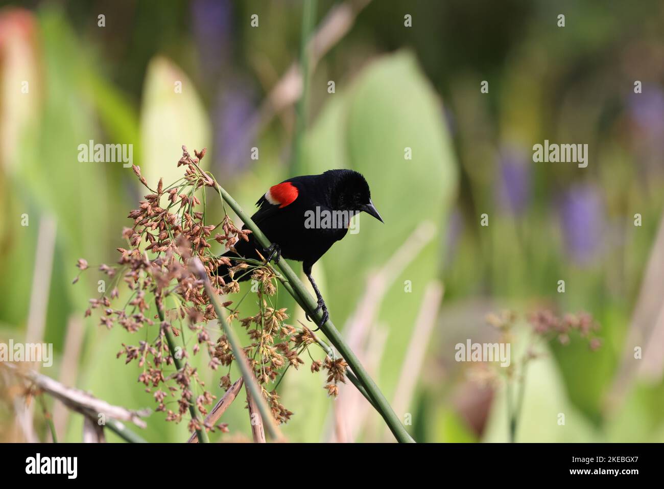 Marshall Loxahatchee National Wildlife Refuge Florida, Red Winged Blackbird Arthur R. Foto Stock