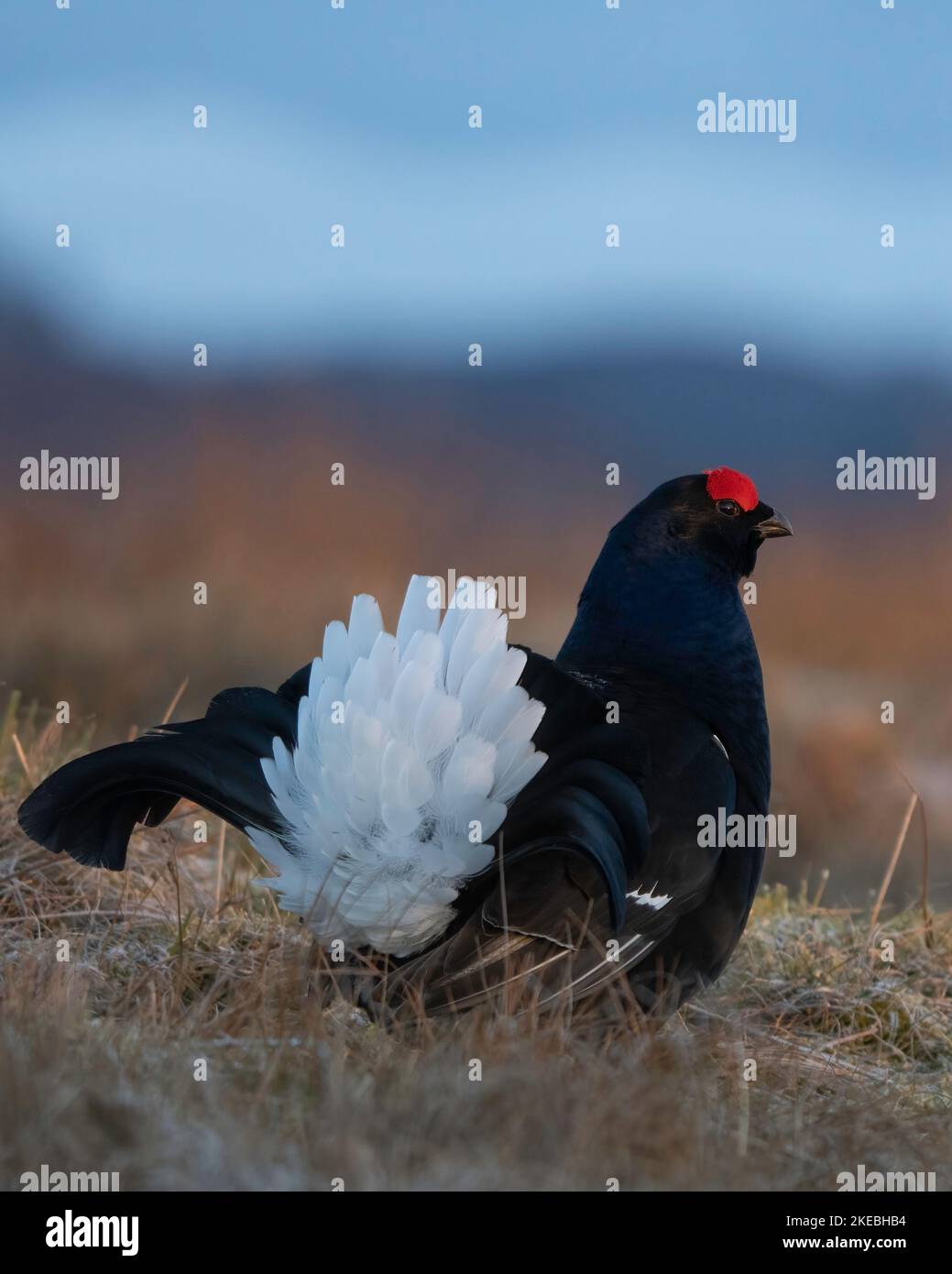 Fagiano di monte in un lek immagini e fotografie stock ad alta ...