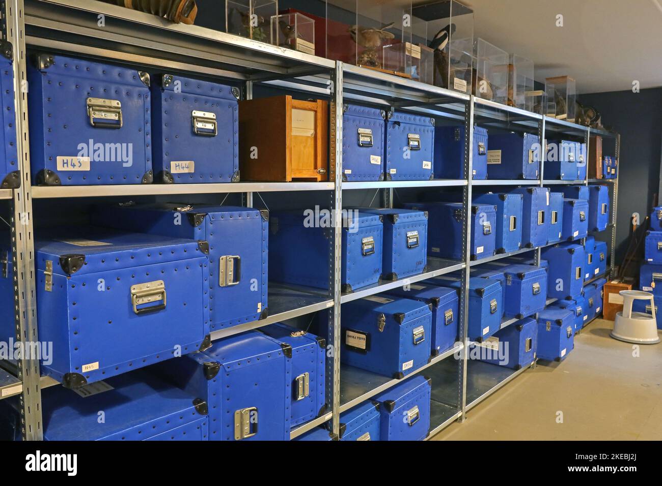 The Wilson Museum and Art Gallery Collections area Clarence St, Cheltenham, Gloucestershire, England, UK, GL50 3JT Foto Stock