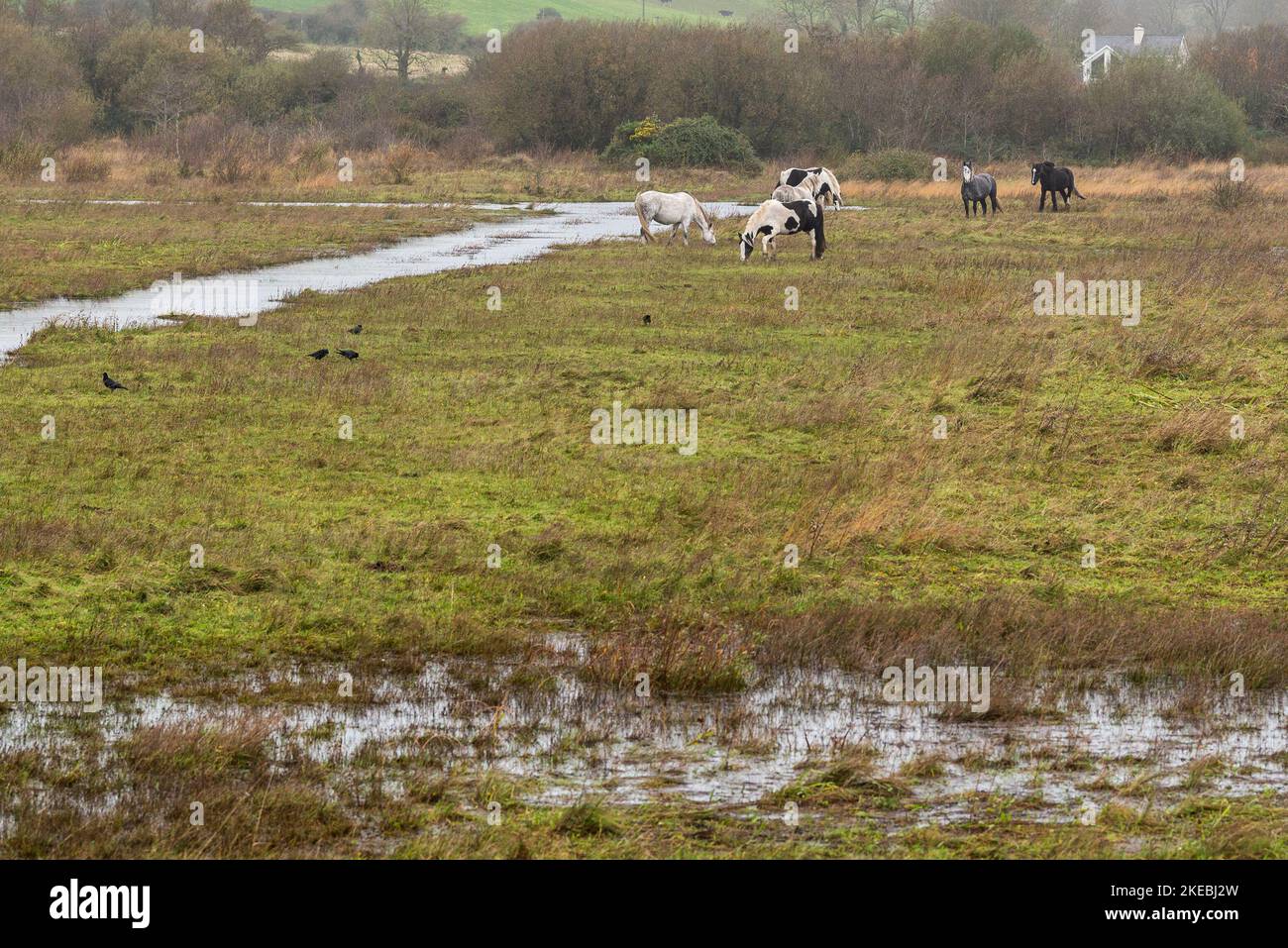 Inchydoney, West Cork, Irlanda. 11th Nov 2022. In una giornata colma e bagnata a West Cork, i cavalli selvatici pascolano su terreni acquagati. Credit: AG News/Alamy Live News. Foto Stock