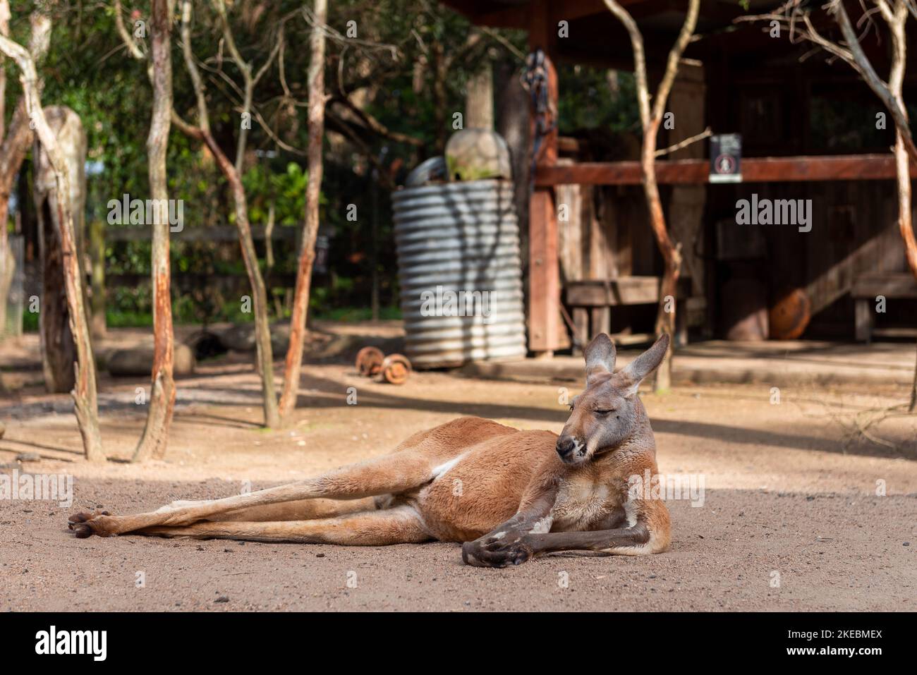 Un Kangaroo laidback Foto Stock