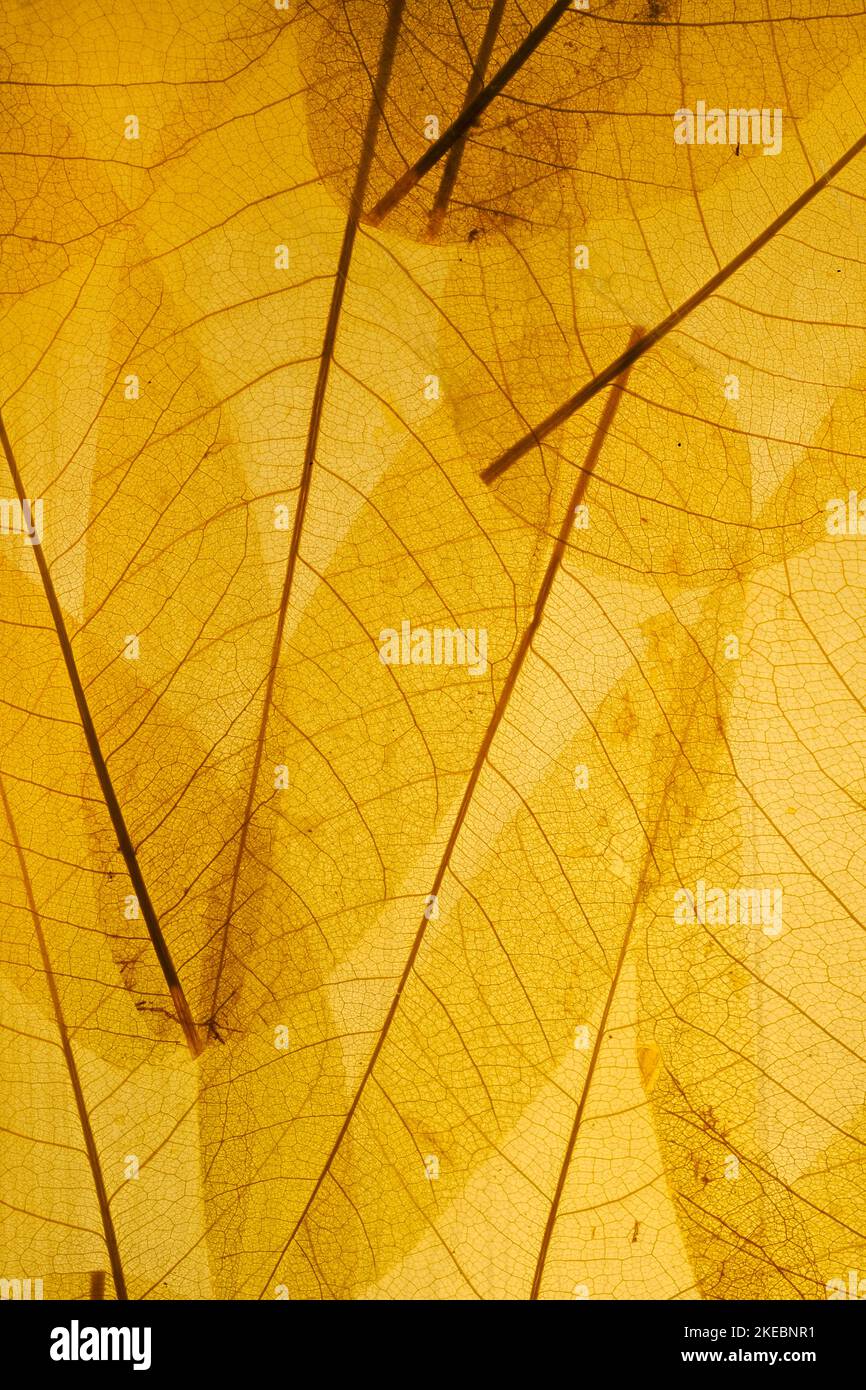 Foglia sfondo astratto, tropicale foglie muro art design con spazio per il tuo testo. Foto Stock