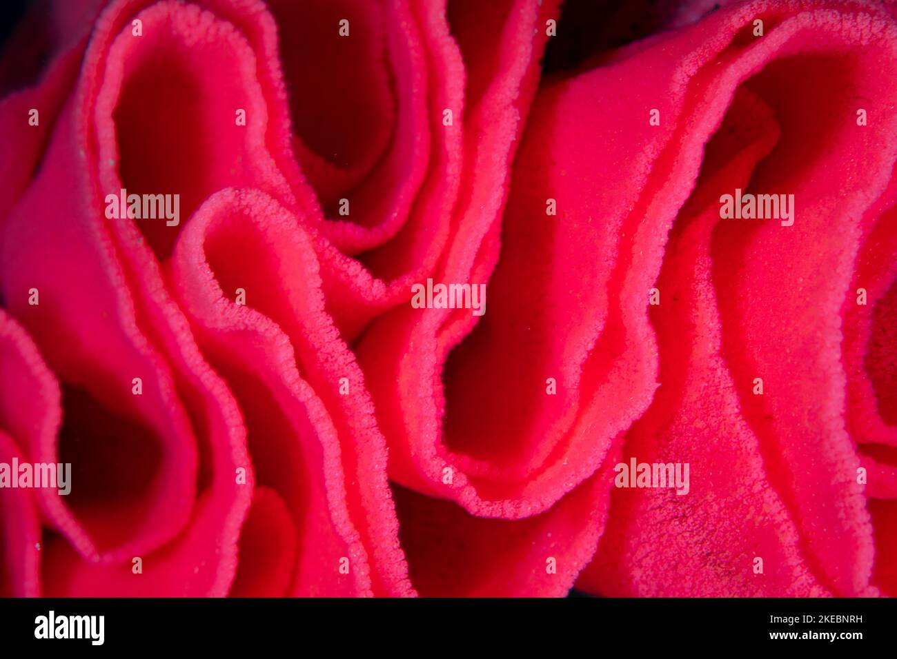 Particolare del nastro d'uovo posato da un nudibranco spagnolo, Hexabranchus sanguineus. Le uova colorate contengono tossine che scoraggiano i predatori. Foto Stock