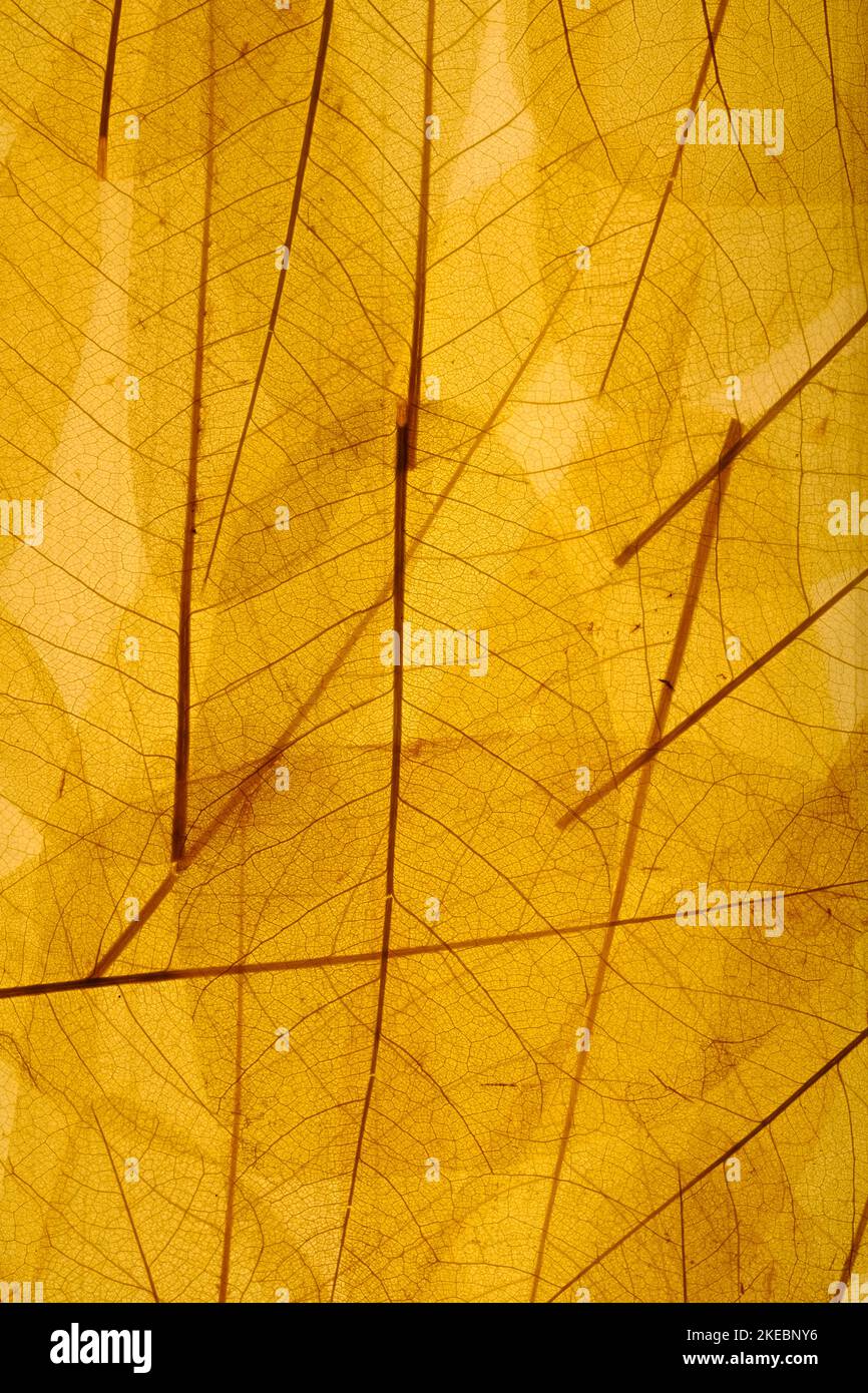Foglia sfondo astratto, tropicale foglie muro art design con spazio per il tuo testo. Foto Stock