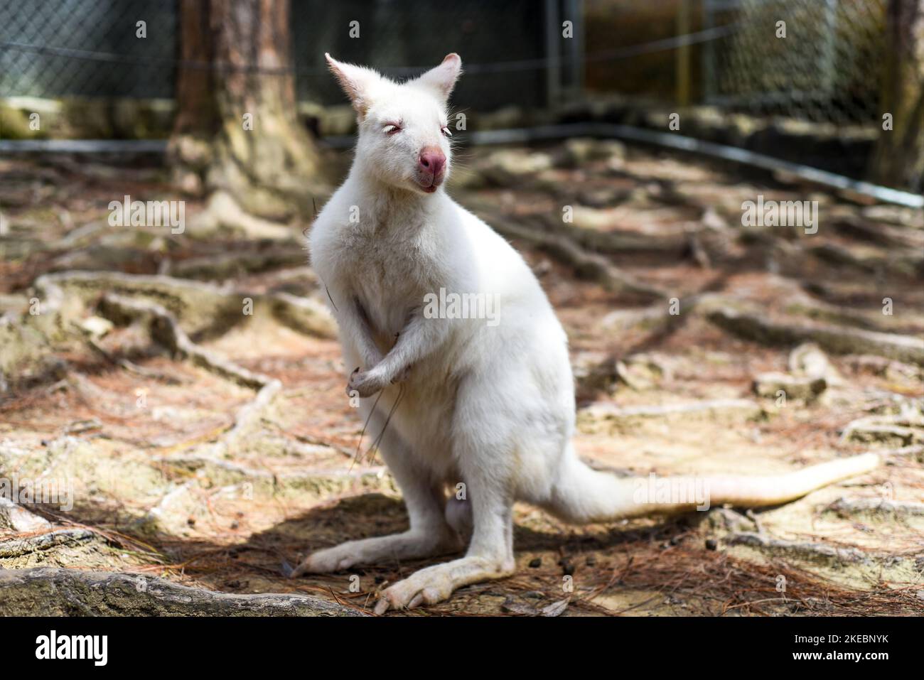 il canguro australiano wallaby bianco che si erge da solo Foto Stock