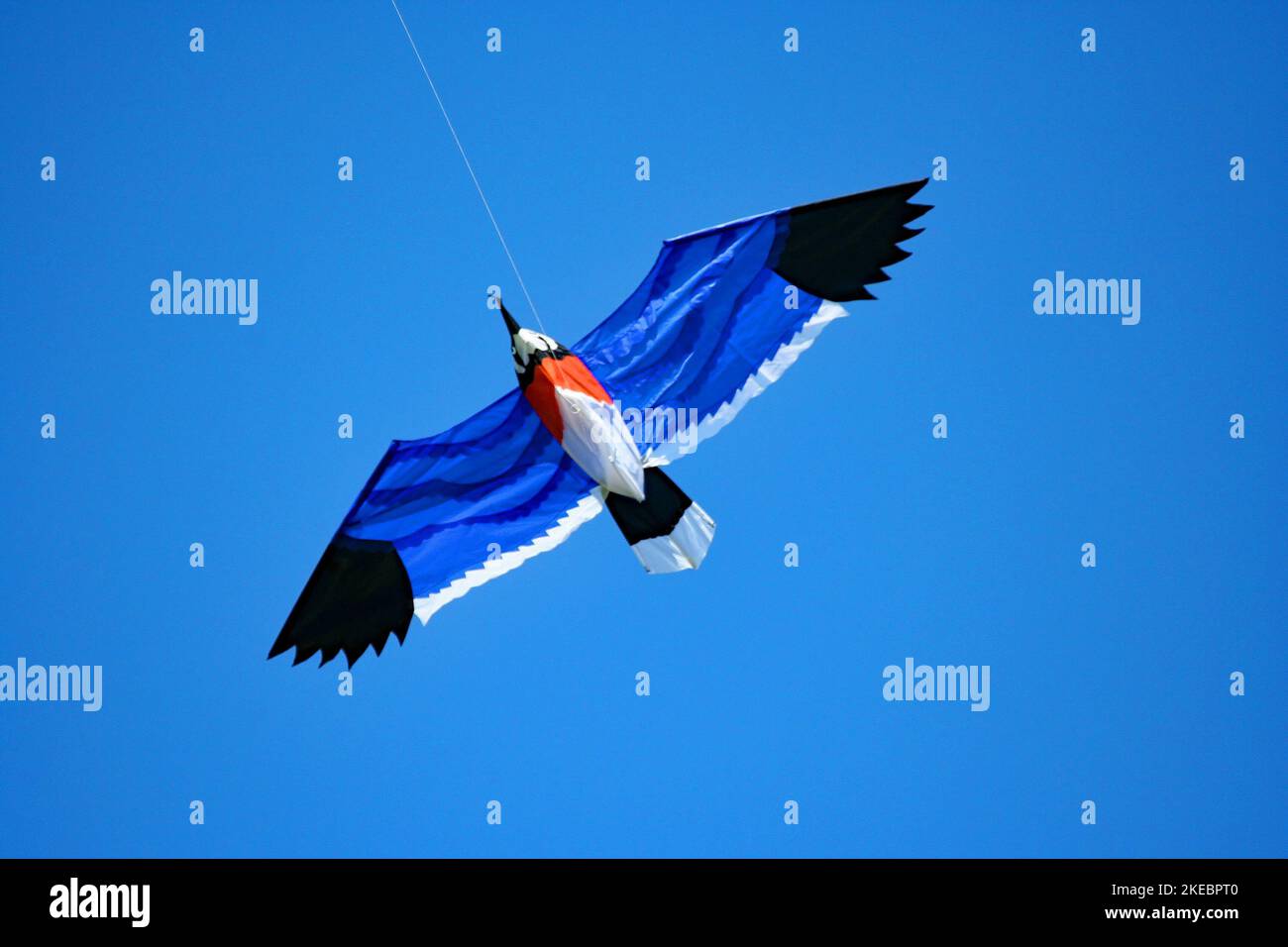 Aquilone blu che vola nel cielo Foto Stock
