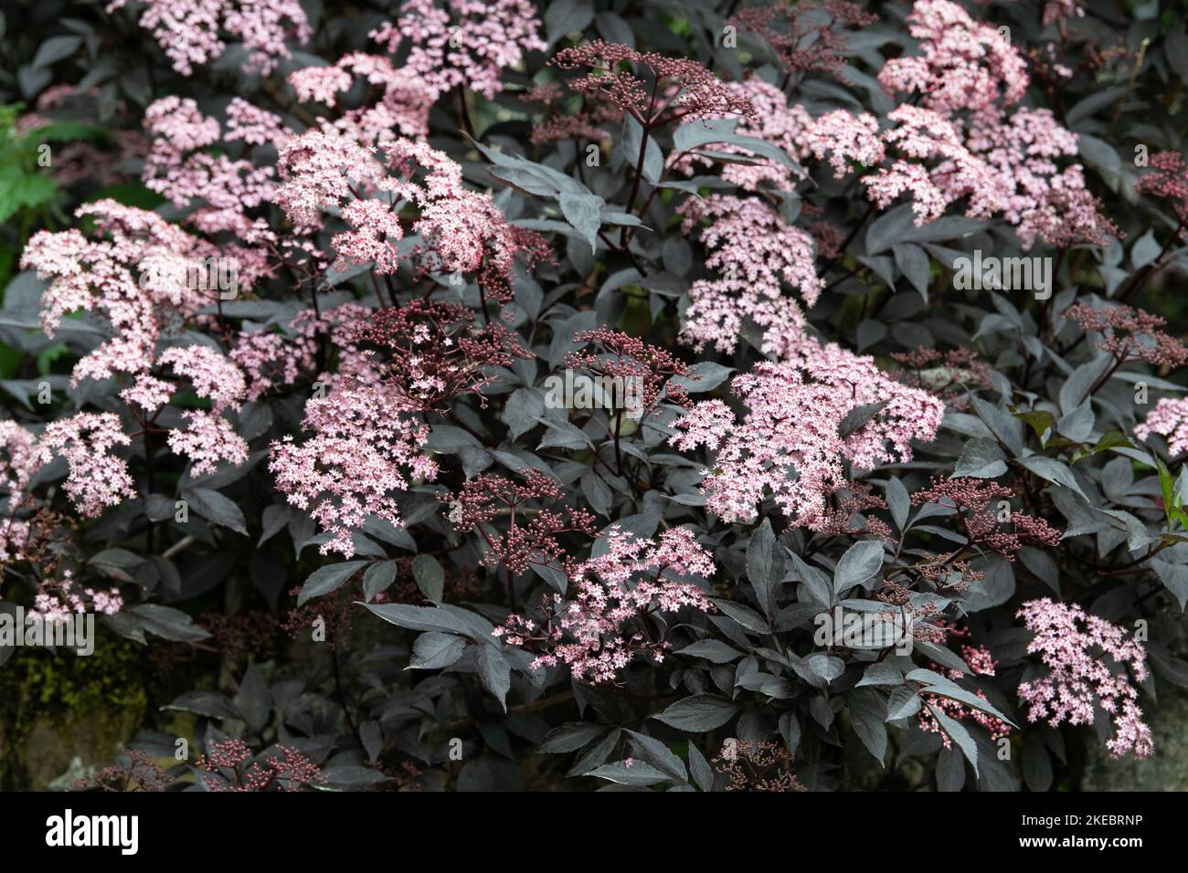 Sambucus nigra nero bellezza Foto Stock