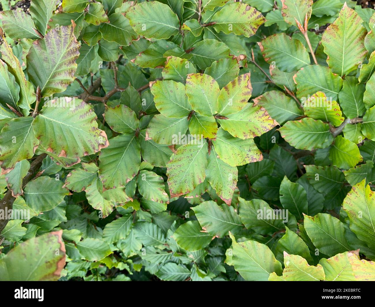 Primo piano delle foglie verdi del faggeto nativo Fagus sylvatica. Foto Stock