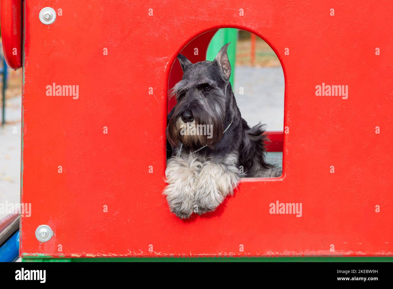 Un cucciolo carino è sdraiato in una casa rossa sulla strada. Il cucciolo manca il proprietario. Divertente cucciolo in miniatura di Schnauzer in un luminoso parco giochi. Traini Foto Stock