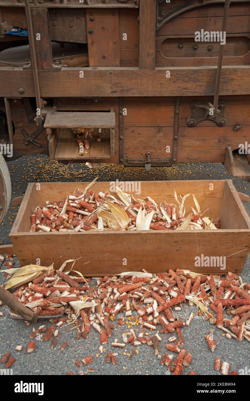 Italia, Lombardia, Farmatore di rievocazione storica, Old Corn Shucking Machine, Foto Stock