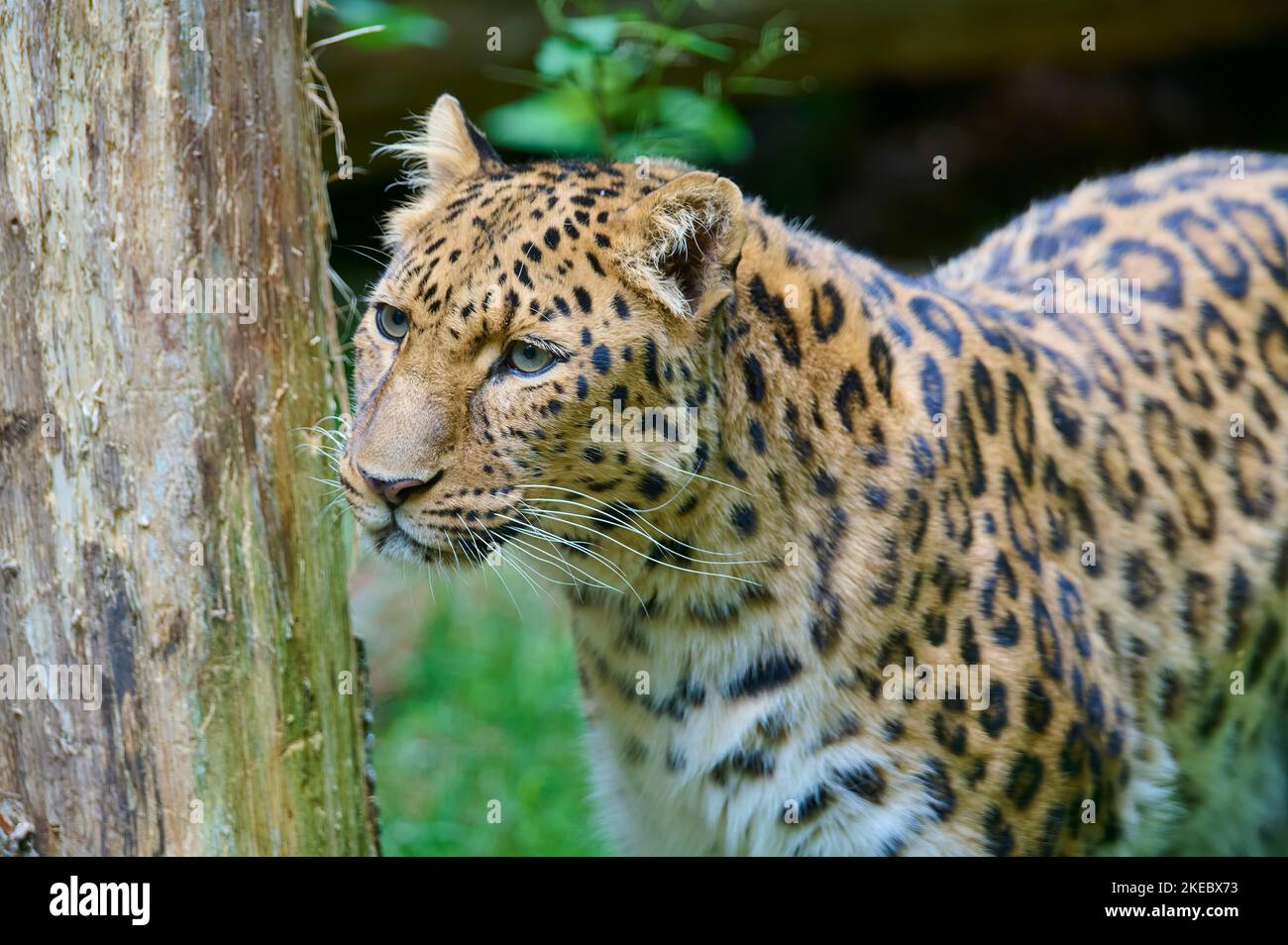 leopardo amur (Panthera pardus orientalis) prigioniero Foto Stock