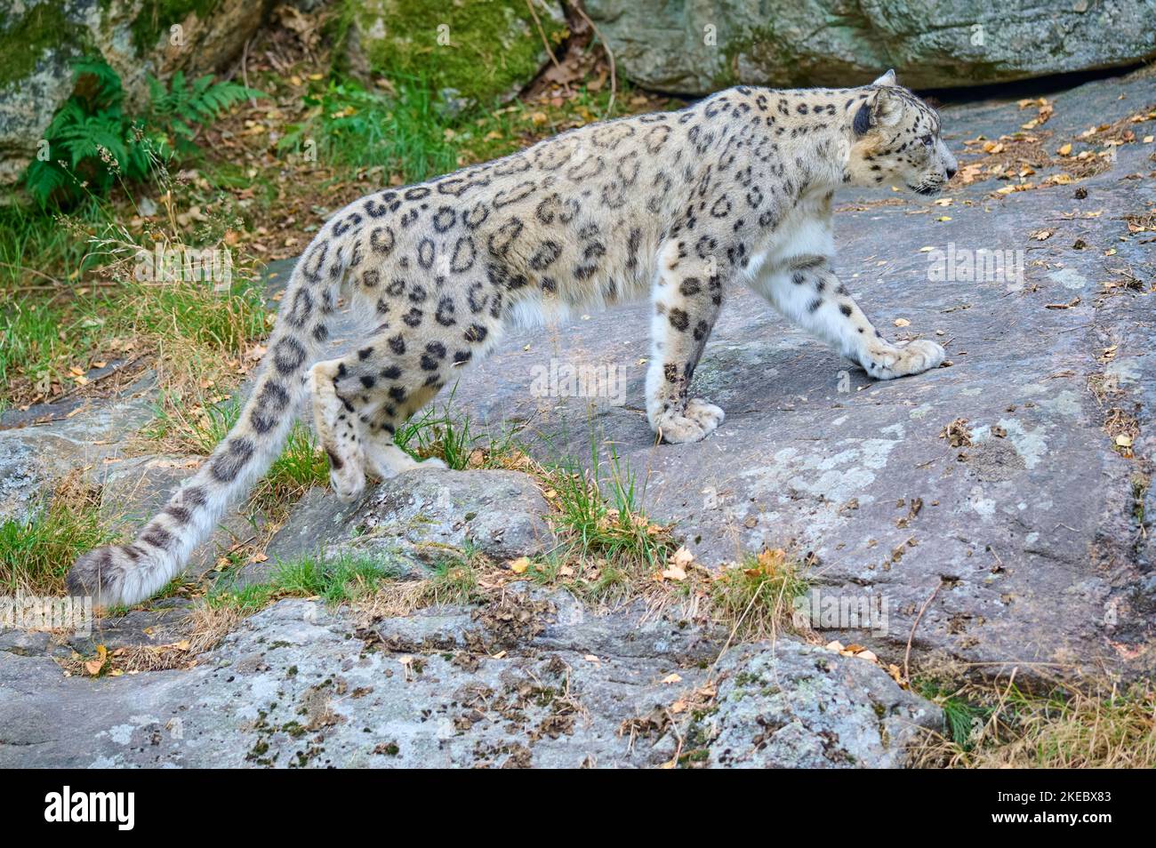 Leopardo della neve (uncia), corsa, prigioniero Foto Stock