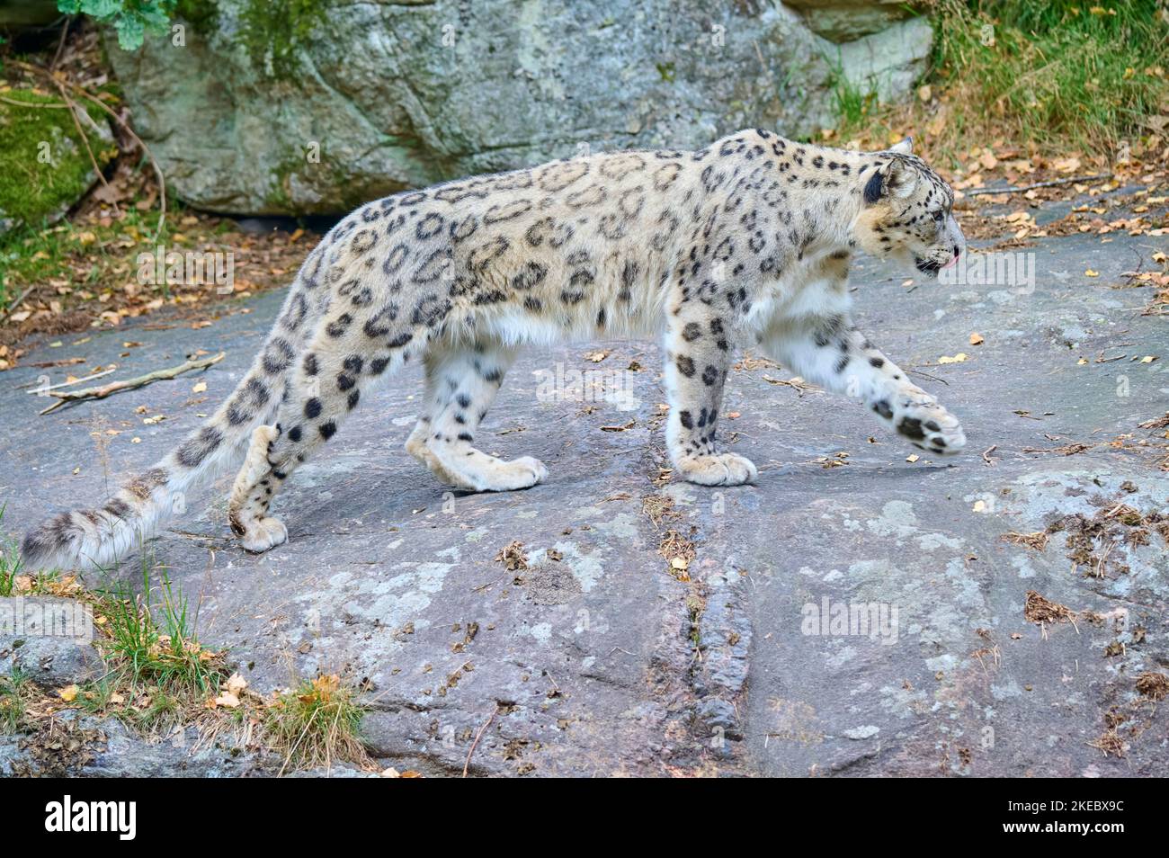 Leopardo della neve (uncia), corsa, prigioniero Foto Stock
