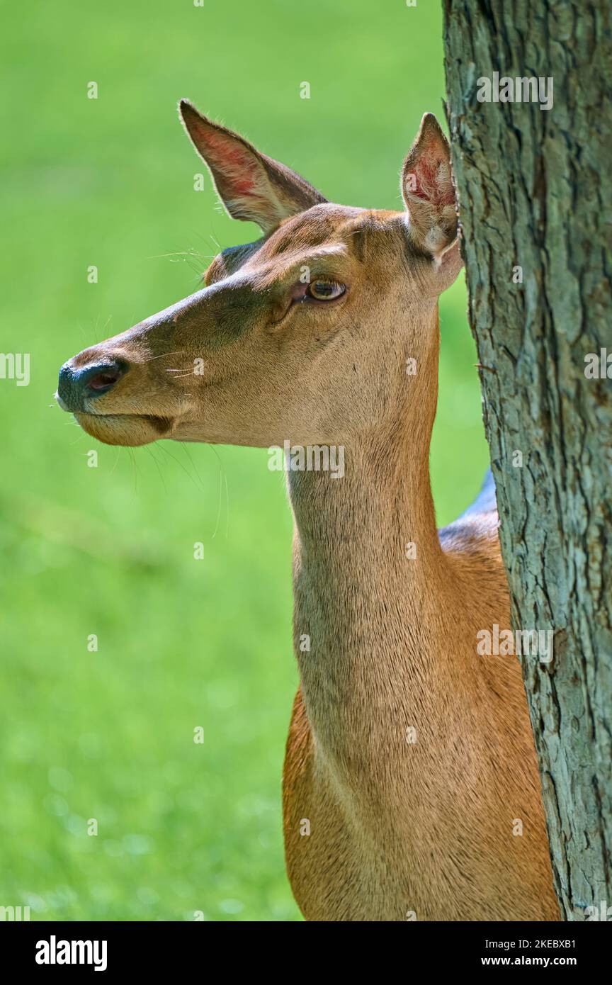 Cervo rosso (Cervus elaphus), ritratto femminile, Germania Foto Stock