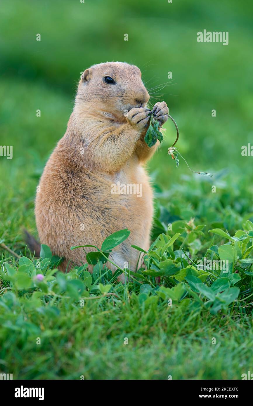 Nero-tailed Prairie Dog (Cynomys ludovicianus) Foto Stock