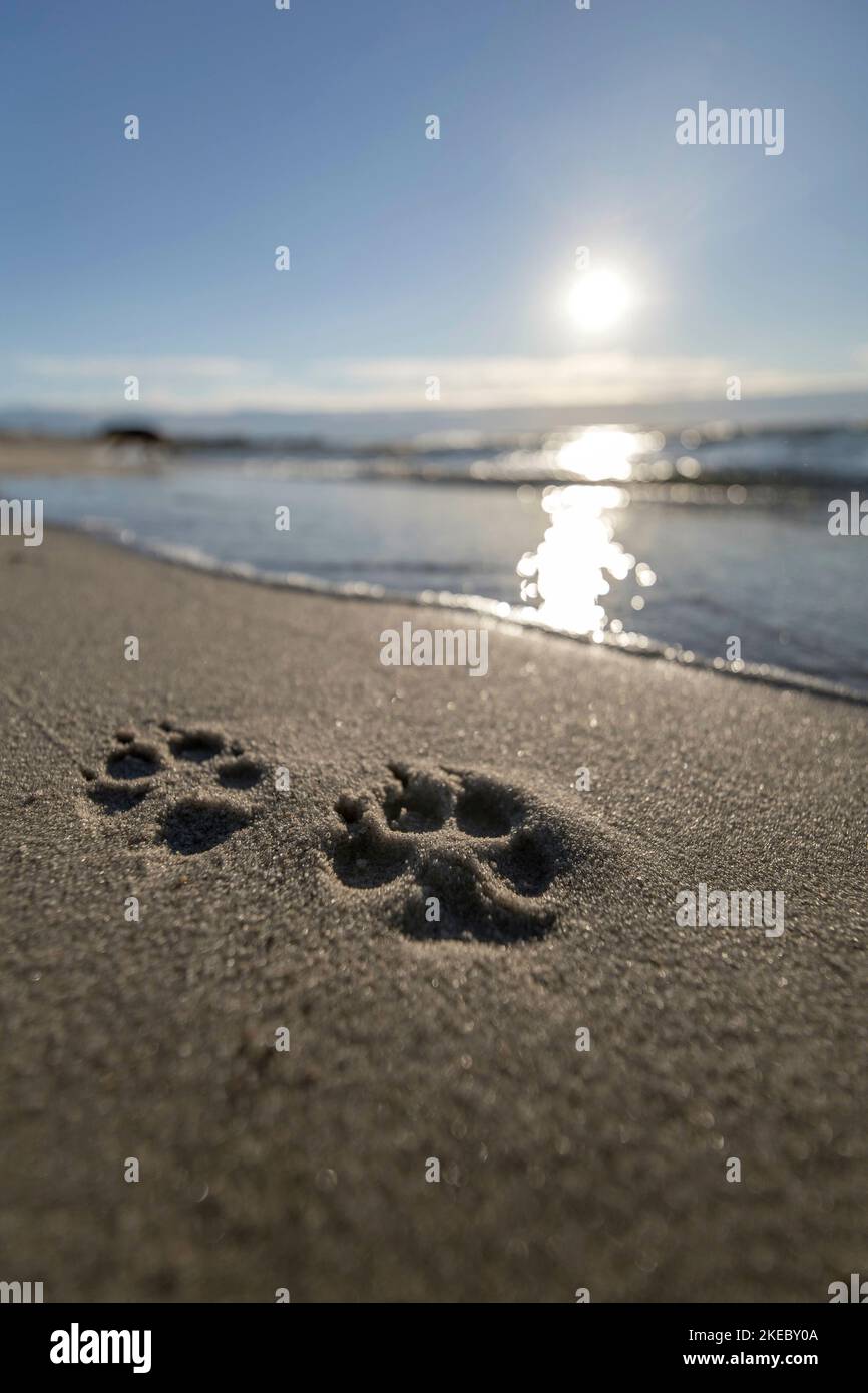 Cane sulla spiaggia Foto Stock